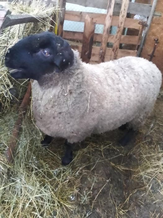 Berbec suffolk  de vânzare