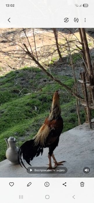 Xoroz sotiladi Jangovar xoroz