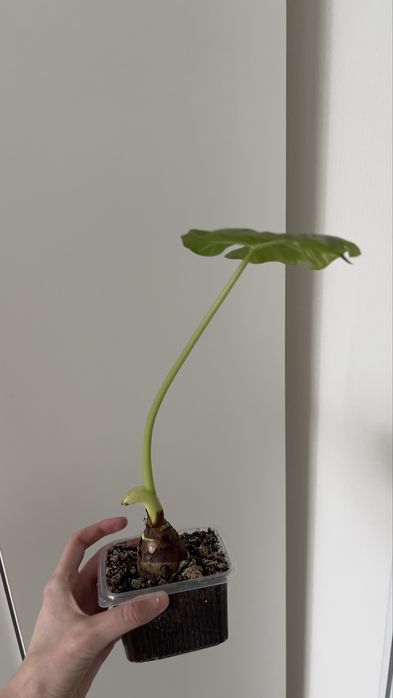 Алоказия Макрориза