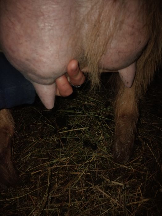 Vând capre bune de lapte