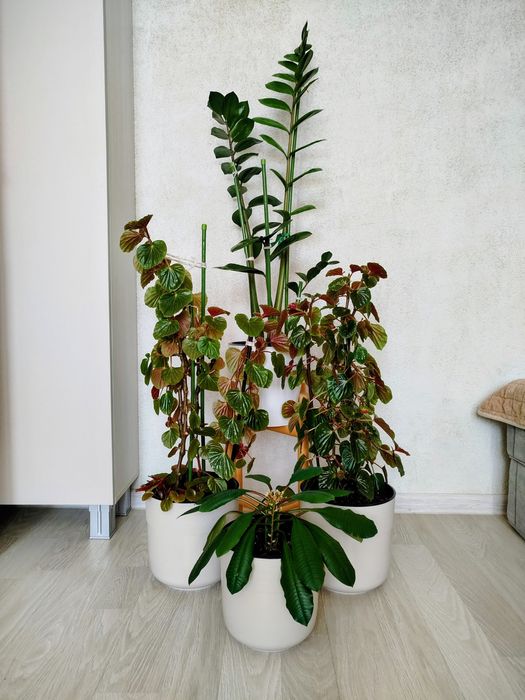 Комнатные растения.