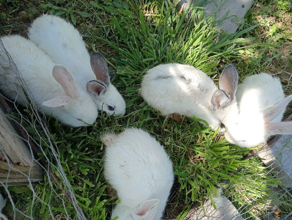 Iepurasi de vânzare