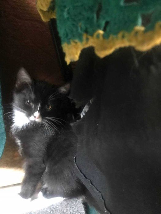 Отдам в хорошие руки котят