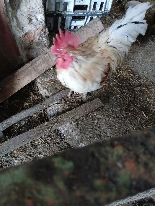 Rate mute și cocosi de vanzare