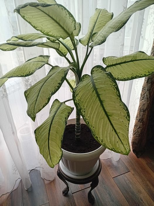 Продам комнатный цветок Диффенбахия