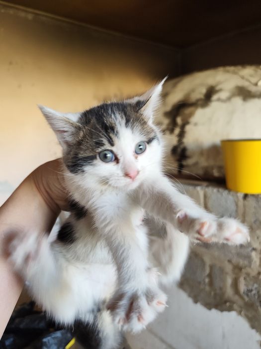 Срочно отдам даром котят