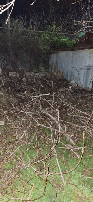 Ветки орех,самовывоз