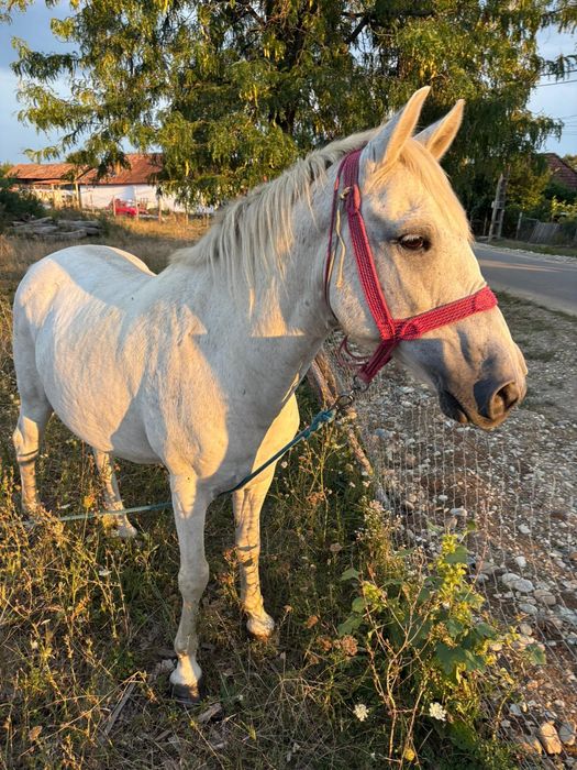 Vând cal, 13ani, nu a fost batut și e foarte cuminte