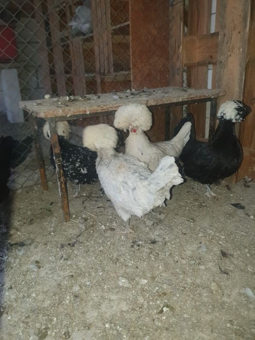 Vand motata olandeza.