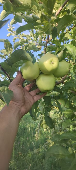 Продам яблоки восход
