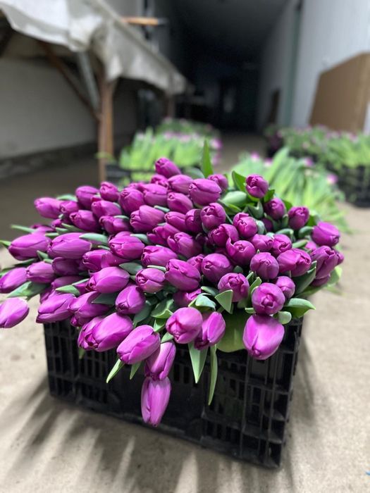 Тюльпан оптом и в розницу