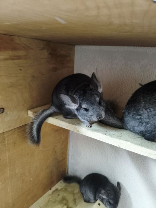 Продаются шиншиллы