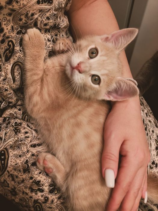 Продам британского котенка.