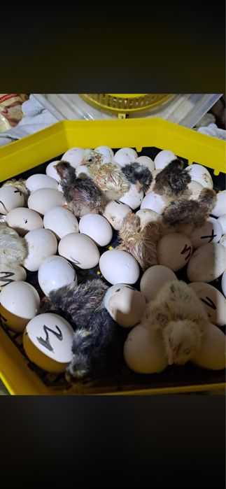 Продавам оплодени яйца