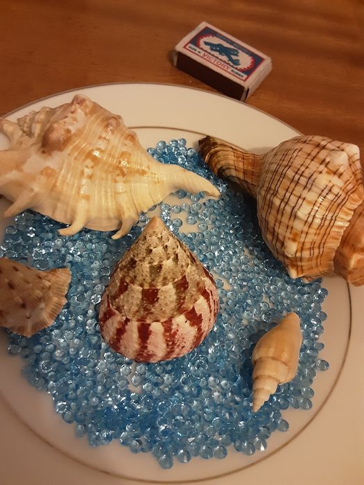 Ракушки в акву..