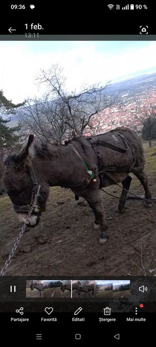 Vând măgar foarte blând