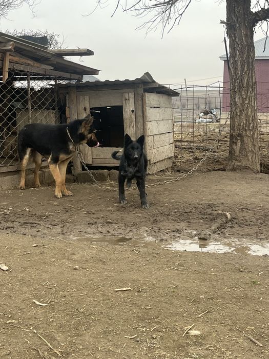 Немецкая овчарка