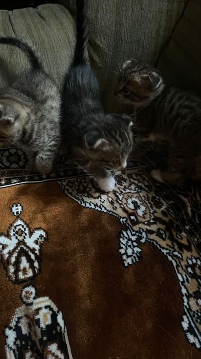 Отдам котят в добрые руки