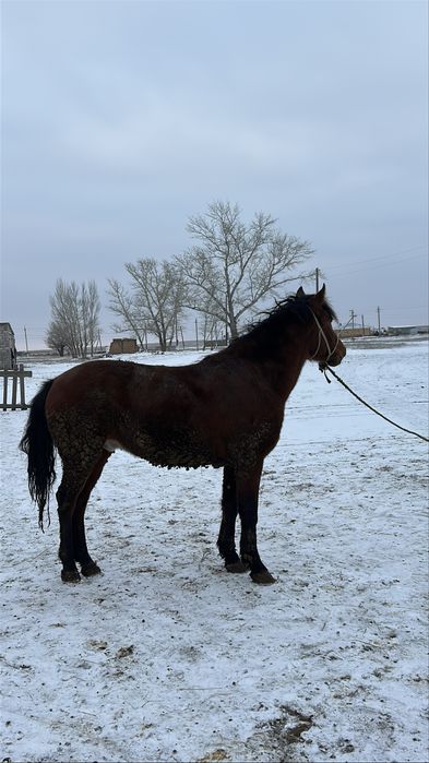 Кунан сатылады.!