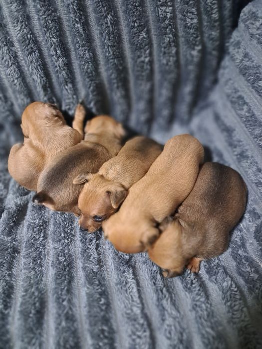 Продам карликовых пинчеров