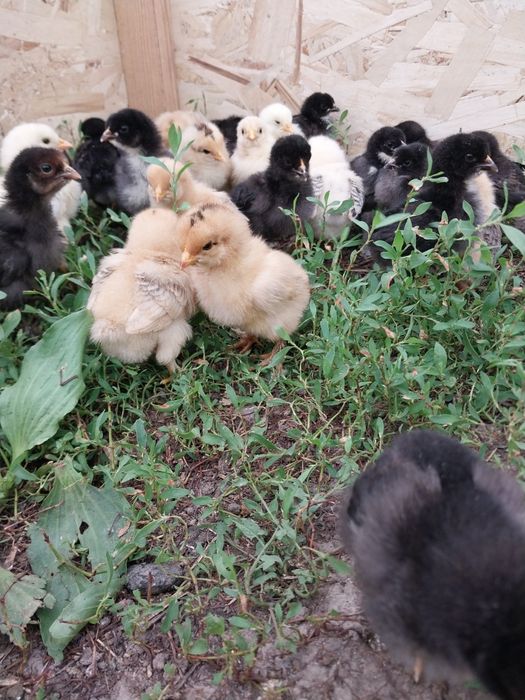 Продам цеплят брама