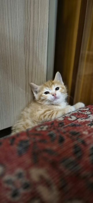 Отдам в хорошие руки. Все мальчики