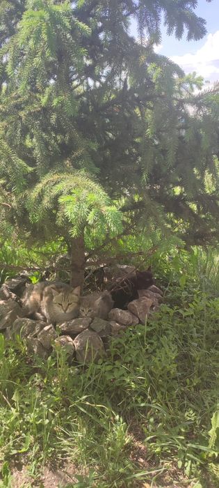 Отдам котят в хорошие руки