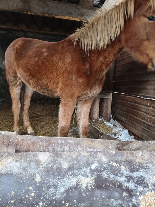 Тай лошадь жеребец