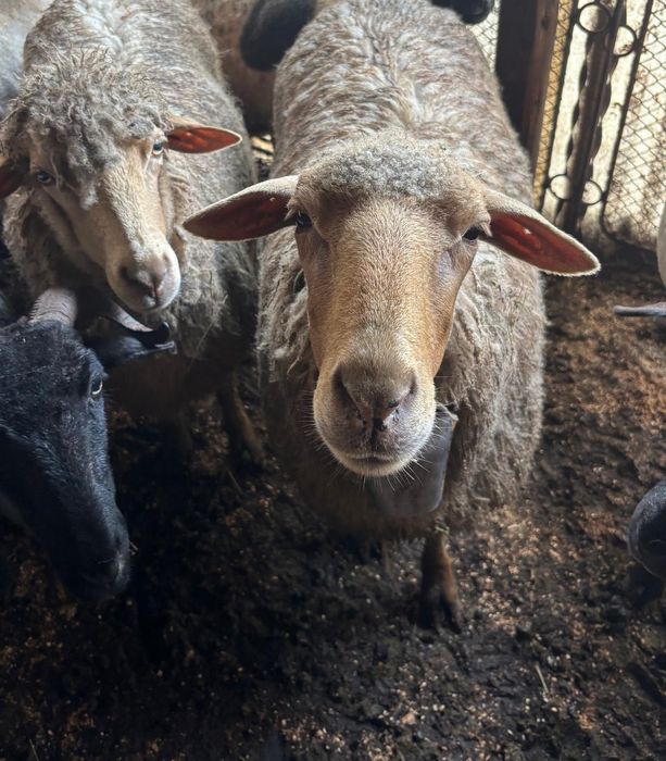 Vând 5 oi de ținere!