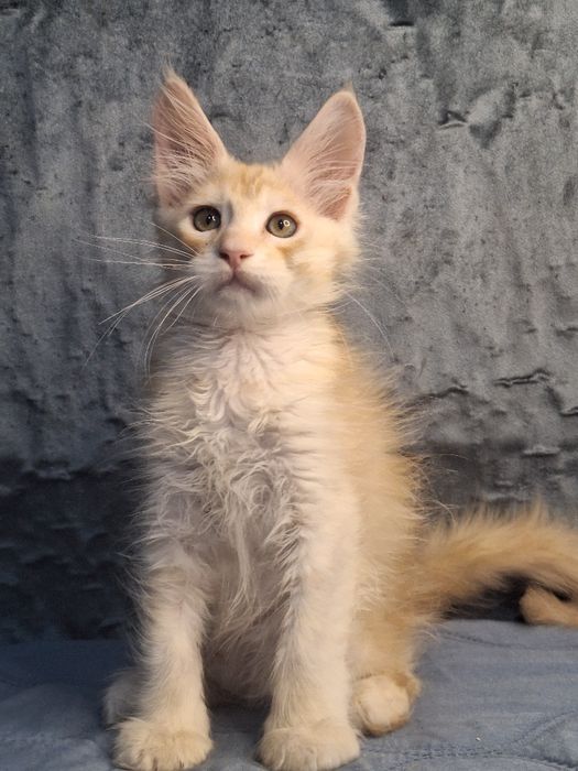 Котята из питомника