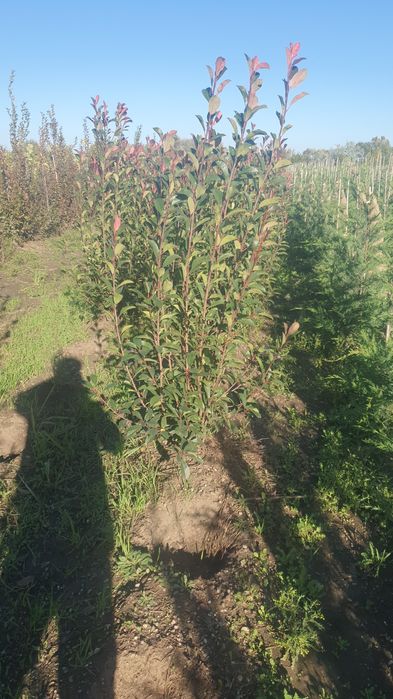 Plante ornamentale amenajări grădini