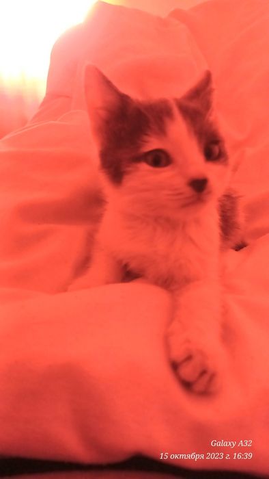 Котёнок милейший