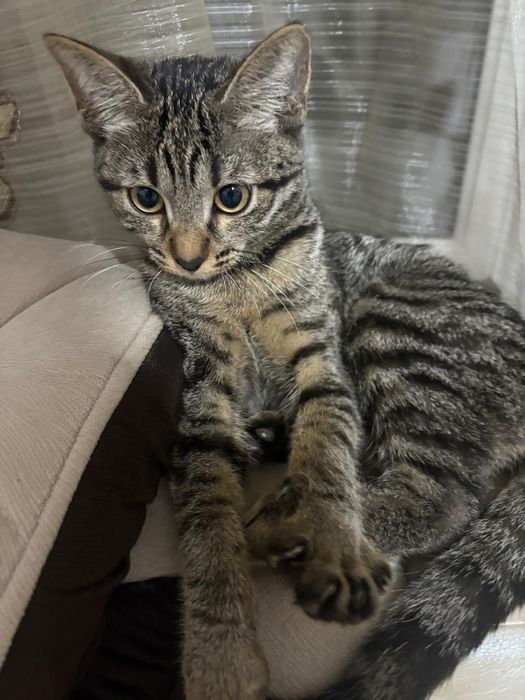Кот / кошка бесплатно