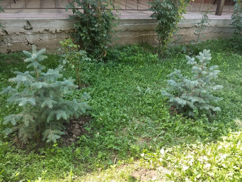 Продается ели и сосны