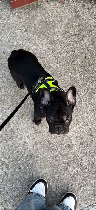 Bulldog francez
