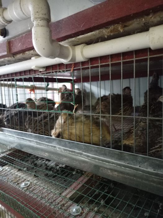 Яйцо перепелиные