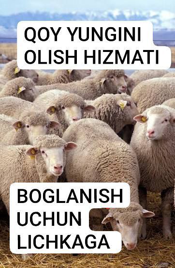 Qoy YUNGINI olish hizmati