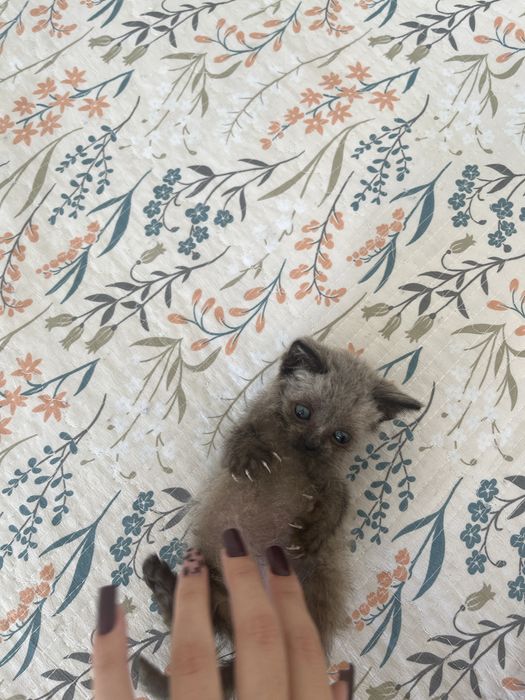 Котенок в добрые руки бесплатно