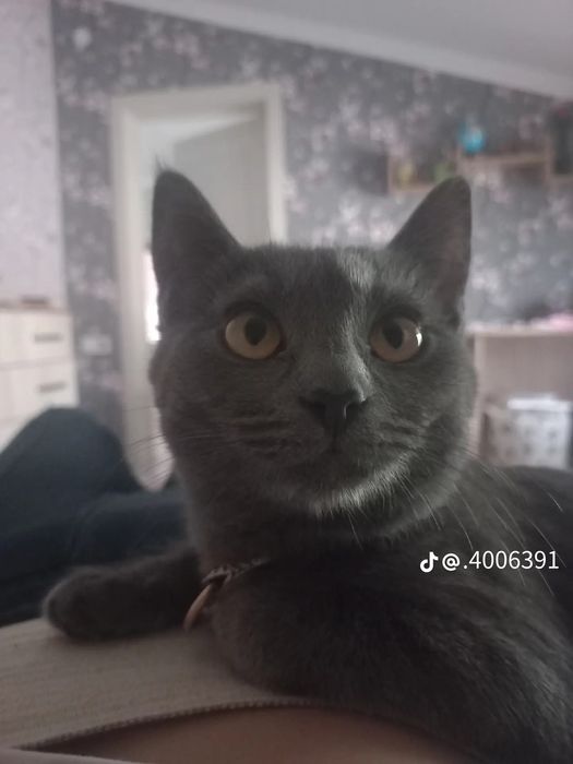 Котёнок британская парода