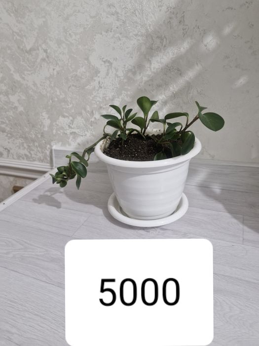 Цветы комнатные.