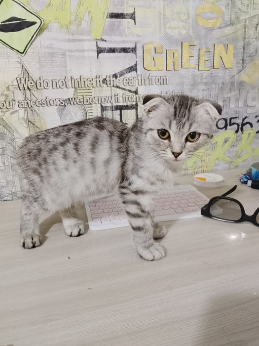 Продам котенка вислоухого (девочка)