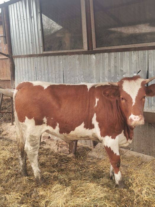 Juninca vaca viteaua