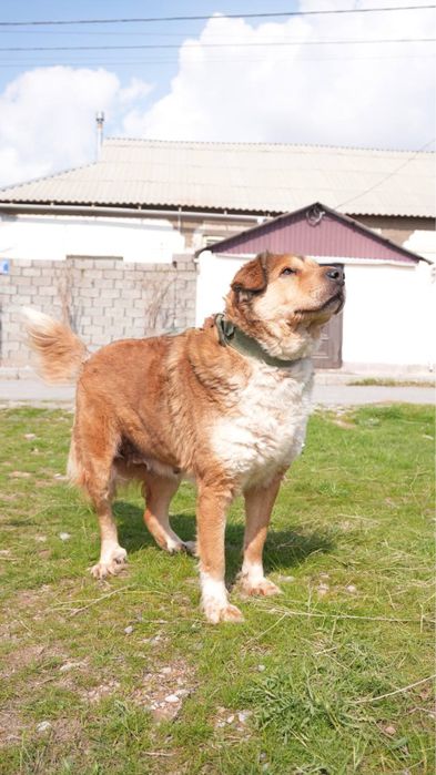 Хлоя. Ищет семью . В добрые руки