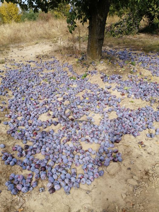 Prune d agen darjen  pentru țuică