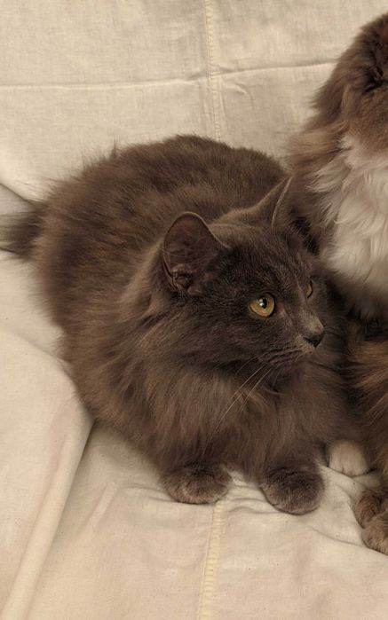 Кошка. Кот. Мушук. Mushuk.