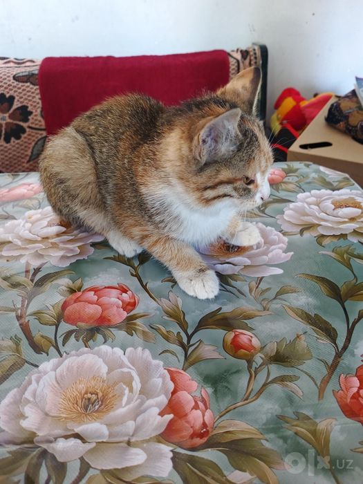 Кошка и два кота