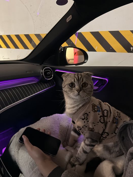 Шотландец вислоухий Кот