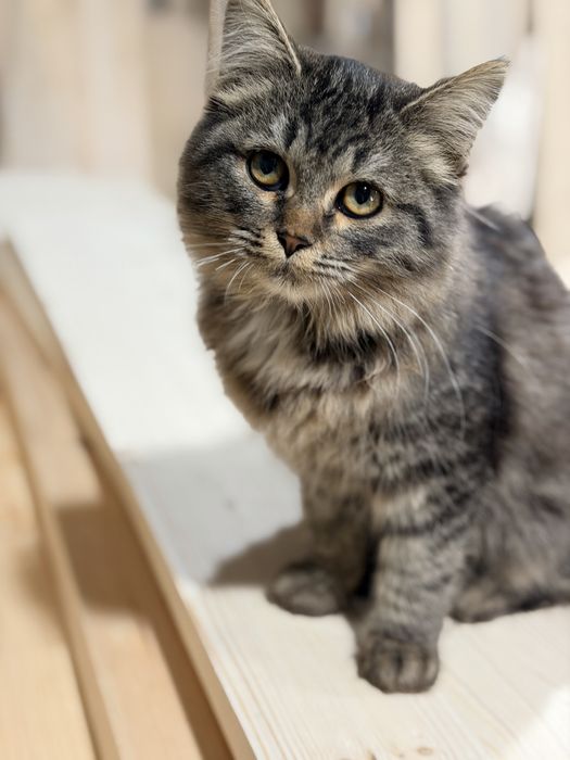 Отдам  котенка добрые руки