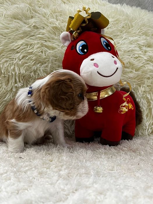 Малыши кавалер кинг чарльз