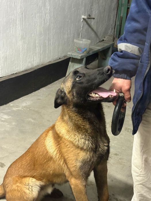 Бельгиская авчарка Малинуа сатылады